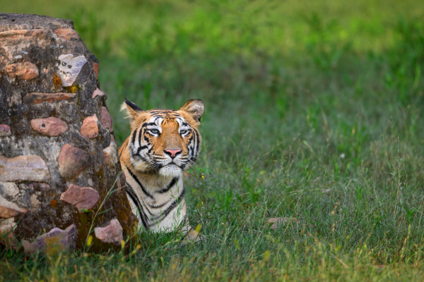 6-day Heritage & Wildlife Tour of Madhya Pradesh Covering Pachmarhi & Kanha National Park