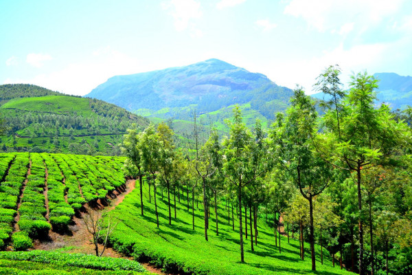 Kochi to Alleppey Tour for 5 Days Via Munnar and Thekkady