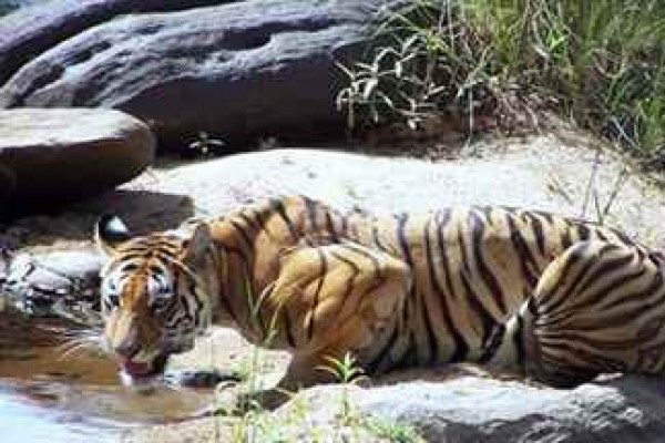 Explore Panna's Wildlife: One-Day Morning Adventure from Khajuraho