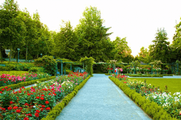 Rose Garden