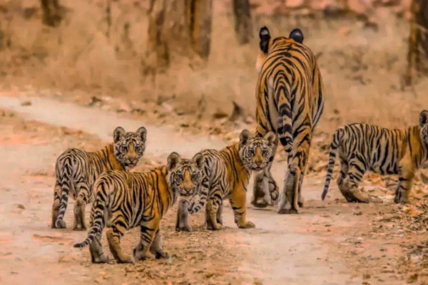 5-Day Madhya Pradesh Wildlife Tour from Raipur Covering Kanha & Bandhavgarh National Park