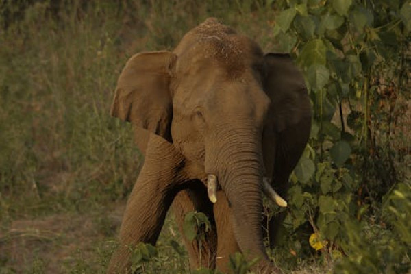 Wayanad Wonders in 2-Days with Jungle Trek & Bamboo Rafting