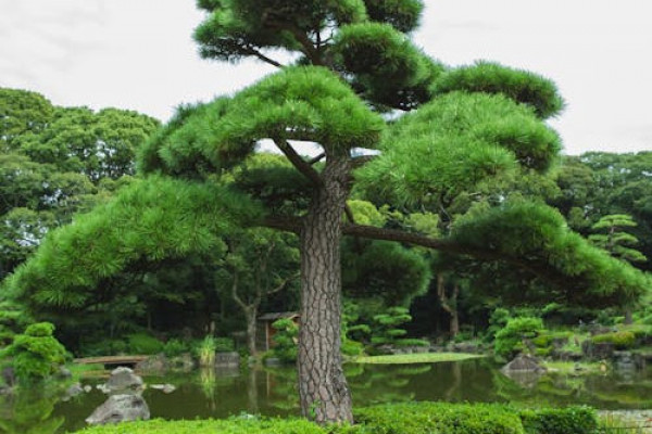 Botanical Garden