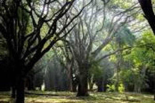 Cubbon Park,