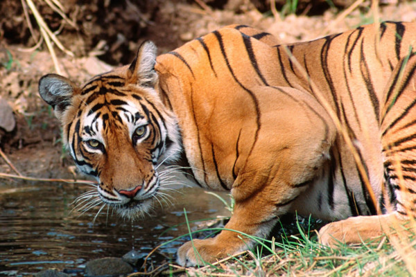 7-Day Tiger Trail of Madhya Pradesh Covering Kanha, Bandhavgarh & Panna National Park