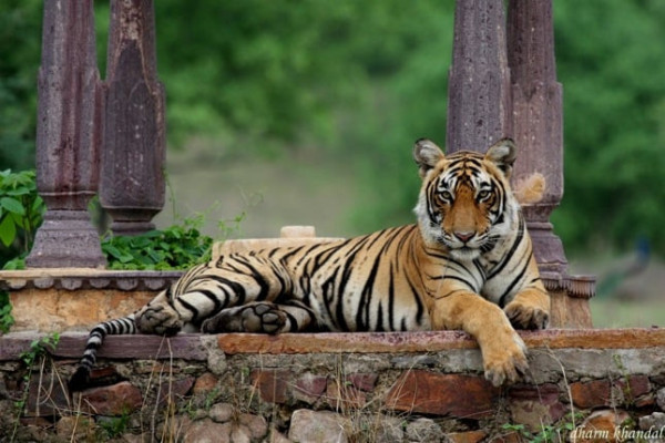 Ranthambore